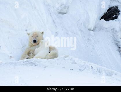 Tagged Eisbär (Ursus maritimus) säen stillende Jungen Stockfoto