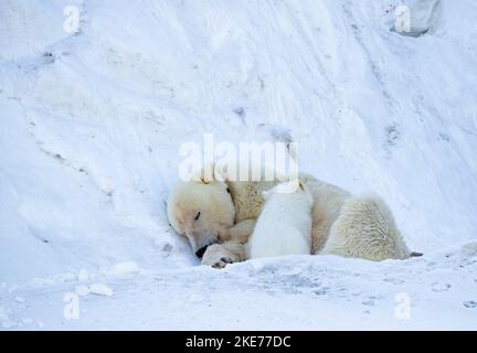 Tagged Eisbär (Ursus maritimus) säen stillende Jungen Stockfoto