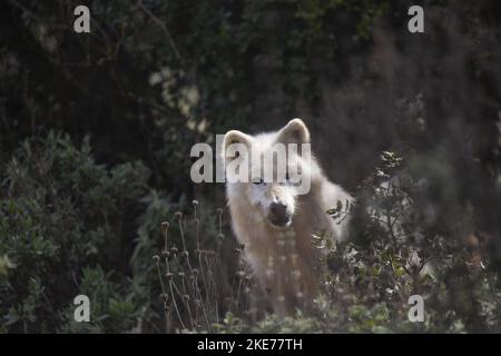 Hudson Bay Wolf Stockfoto