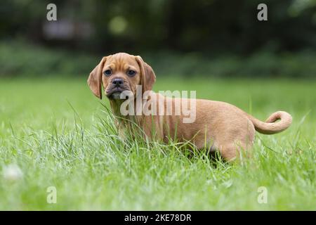 Puggle Welpen Stockfoto