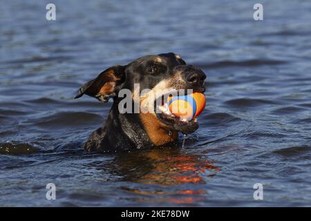 Dobermann Pinscher im Wasser Stockfoto