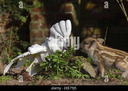 Tierfreunde Stockfoto