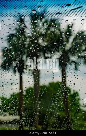 Palmen sind vor einem Fenster mit Regentropfen gesehen, 18. April 2015, in St. Augustine, Florida. Stockfoto