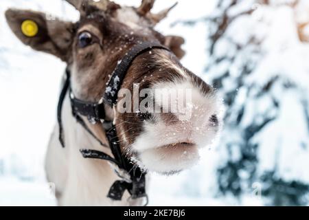 Nahaufnahme lustiges Porträt von nördlichen Rentieren mit massiven Geweihen und flauschiger pelziger Nase, bedeckt von Schneeikeln, Raureif gegen das kalte, schneebedeckte Finnland Stockfoto