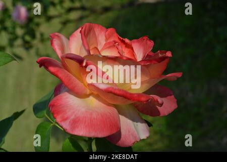 Weit geöffneter rosafarbener Rosenblütenkopf im Garten unter hellem Sonnenlicht. Stockfoto