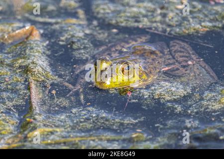 Amerikanischer Bullfrog (Lithobates catesbeianus) im Pampa Pond, WA Stockfoto