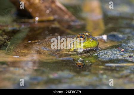 Amerikanischer Bullfrog (Lithobates catesbeianus) im Pampa Pond, WA Stockfoto