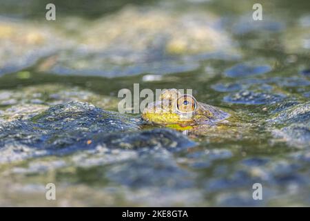 Amerikanischer Bullfrog (Lithobates catesbeianus) im Pampa Pond, WA Stockfoto