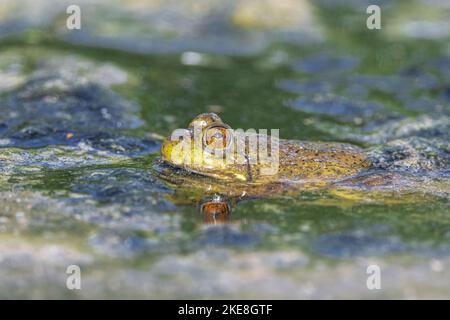 Amerikanischer Bullfrog (Lithobates catesbeianus) im Pampa Pond, WA Stockfoto