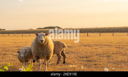 Weiße Schafe in der Koppel auf Weizenfeldern. Nutztiere. Tierhaltung und Landwirtschaft. Zucht und Aufzucht von Schafen Stockfoto