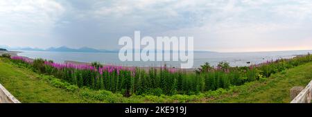 Panoramablick auf neblig; neblig; Wildblumen aus dem Weidekraut; Chamaenerion angustifolium; Kachemak Bay; Kenai Mountains; Homer; Alaska; USA Stockfoto