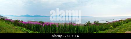 Panoramablick auf neblig; neblig; Wildblumen aus dem Weidekraut; Chamaenerion angustifolium; Kachemak Bay; Kenai Mountains; Homer; Alaska; USA Stockfoto