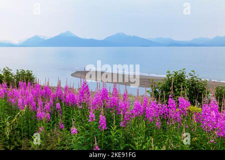 Wildblumen aus dem Weidekraut; Chamaenerion angustifolium; neblig; neblig; Aussicht; Kachemak Bay; Kenai Mountains; Homer; Alaska; USA Stockfoto