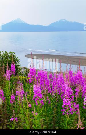 Wildblumen aus dem Weidekraut; Chamaenerion angustifolium; neblig; neblig; Aussicht; Kachemak Bay; Kenai Mountains; Homer; Alaska; USA Stockfoto