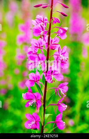 Fireweed; Chamaenerion angustifolium; Eveline State Recreation Park; Homer; Alaska; USA Stockfoto