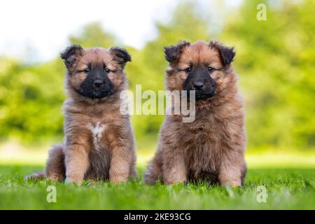 Harz Fox Welpen Stockfoto