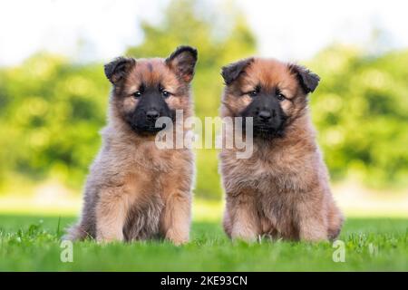 Harz Fox Welpen Stockfoto