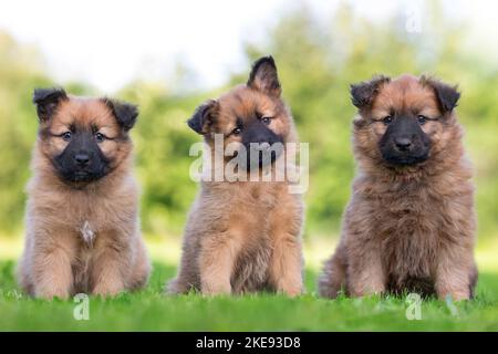 Harz Fox Welpen Stockfoto