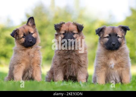 Harz Fox Welpen Stockfoto