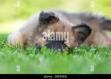 Harzer Fuchs Welpen Stockfoto