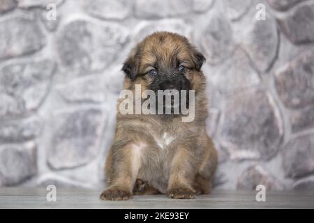 Harzer Fuchs Welpen Stockfoto