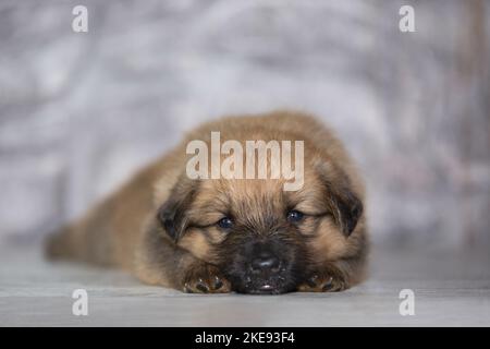 Harzer Fuchs Welpen Stockfoto