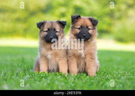 Harz Fox Welpen Stockfoto