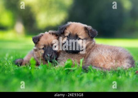 Harz Fox Welpen Stockfoto