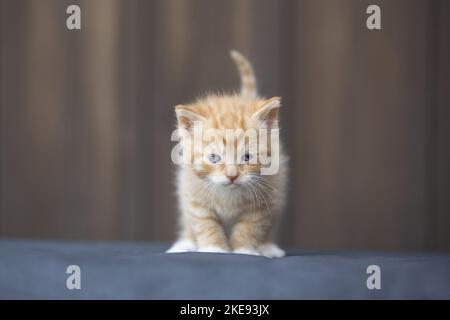 Kätzchen Stockfoto