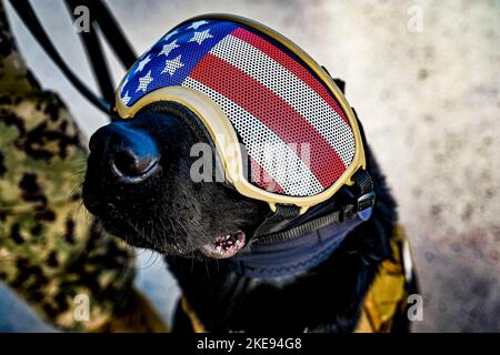 12. Oktober 2022 - Joint Base McGuire-Dix-Lakehurst, New Jersey, USA - Ein militärischer Arbeitshund, der dem 87. Security Forces Squadron zugewiesen wurde, bereitet sich auf den Flug auf einem CH-53E vor, der der Marine Aircraft Group 49 auf der Joint Base McGuire-Dix-Lakehurst, N.J., zugewiesen wurde. 16, 2022. Verteidiger mit 87. SFS K-9 Sektion nahmen an einem gemeinsamen Training mit Marines Teil, um die Military Working Dogs mit dem Transport per Hubschrauber vertraut zu machen. Dieses Know-how wurde für die Qualifizierung von Bombendetektion in Einsatzumgebungen entwickelt, in denen bestimmte Gebiete nur durch Lufttransporte zugänglich sind. ( Stockfoto