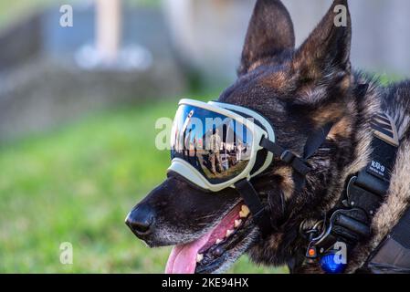 Misawa Air Base, Aomori, Japan. 28. Oktober 2022. Gary, 35. Security Forces Squadron (SFS) Military Working Dog (MWD), blickt während des Range Day auf der Draughon Range in der Nähe des Misawa Air Base, Japan, im Oktober, auf die Menge. 28, 2022. Der Range Day ist eine jährliche Veranstaltung, die von der 35. Operations Support Squadron koordiniert wird und es Misawa-Mitarbeitern und Familien ermöglicht, Insider zu empfangen und zu untersuchen, wie das Team Misawa die Mission erfüllt. (Foto von Senior Airman Brieana E. Bolfing) Quelle: U.S. Air Force/ZUMA Press Wire Service/ZUMAPRESS.com/Alamy Live News Stockfoto