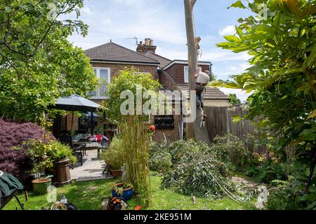 Baumchirurg scannt Baum mit Kettensäge hackt Eukalyptusbaum in einem heimischen Garten Großbritannien Stockfoto