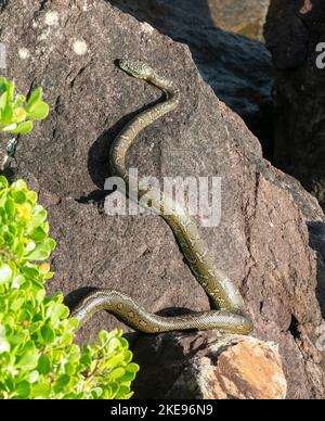 Teppichpython-Schlangen, die sich in Urunga New South Wales, Australien, paaren. Stockfoto