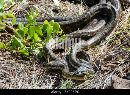 Teppichpython-Schlangen paaren sich in Urunga, New South Wales, Australien. Stockfoto