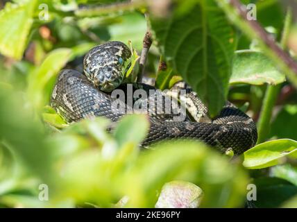 Baby-Teppich-Python-Schlange in Urunga, New South Wales, Australien. Stockfoto