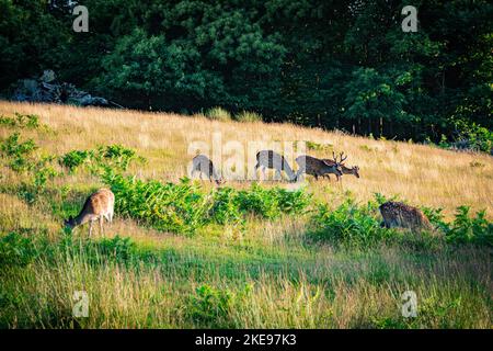 Eine Auswahl von Hirschen im Knole Park, Kent Stockfoto