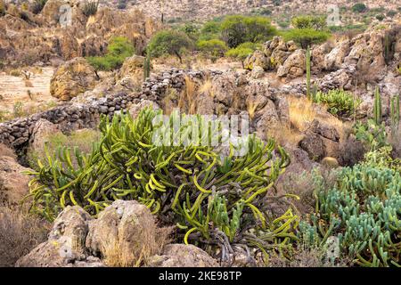 Der Kanarensprieß (Eforbia canariensis) wächst am Fuße eines felsigen Berges Stockfoto