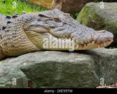 Ein Nahporträt eines gerissenen, kniffligen Salzwasser-Krokodils in bemerkenswerter Schönheit. Stockfoto