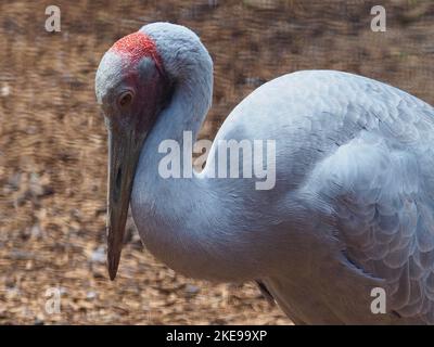 Elegantes, stilvolles weibliches Brolga mit unberührtem grauen Gefieder. Stockfoto