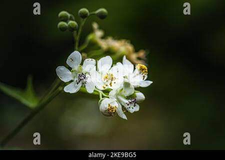 Eine Nahaufnahme blühender Cardiospermum grandiflorum-Blüten, isoliert vor unscharfem Hintergrund Stockfoto