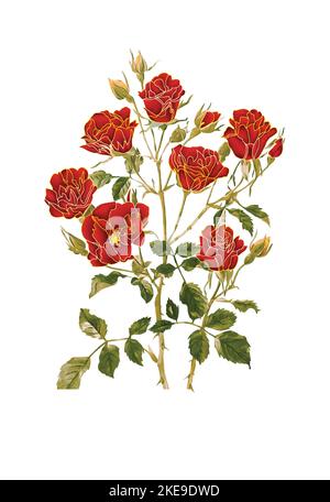 Aquarell mit Vintage-Blumenmotiven. Handmalerei. Illustration für Grußkarten, Einladungen und andere Druckprojekte. Stock Vektor
