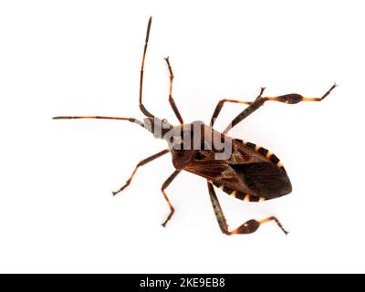 Dorsale Ansicht eines westlichen Koniferkäfer, Leptoglossus occidentalis, isoliert auf Weiß Stockfoto