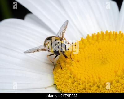 Vorderansicht einer gewöhnlichen Drohnenfliege, Eristalis tenax, die sich vom Pollen einer weißen und gelben Gänseblümchen ernährt Stockfoto