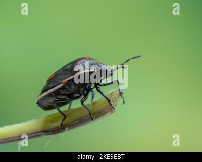 Seitenansicht eines erwachsenen, zweistochigen stinkenden Käfers, Cosmopepla lintneriana, auf der Spitze eines gebrochenen Pflanzenstamms Stockfoto