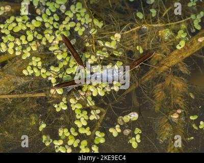 Blick von oben auf eine Gruppe von Wasserläufern (Gerridae-Arten) verschiedener Entwicklungsstufen, die sich an einem toten dreistacheligen Stichleback fis ernähren Stockfoto