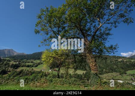 Eine malerische Aussicht auf einen großen Baum und einen kleinen mit üppig grünen Blättern in blauem Himmel Hintergrund Stockfoto