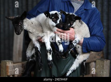 Aktenfoto vom 27/05/09 eines Bauern, der junge Lämmer auf seiner Farm in der Nähe von Denny hält. Alex Cole-Hamilton sagte, dass Investitionen in die Landwirtschaft durch das Versäumnis der schottischen Regierung abgeschreckt werden, einen neuen Zahlungsrahmen für die Landwirtschaft zu schaffen. Vor einem Besuch auf der Lauriston Farm in Edinburgh sagte der Führer der schottischen Liberaldemokraten, dass die Industrie angesichts der Lebenskostenkrise sofortige Hilfe braucht. Ausgabedatum: Freitag, 11. November 2022. Stockfoto