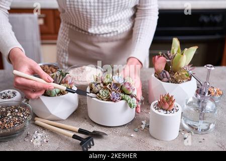 Frau, die in einem Topf auf einem Betontisch Zimmerpflanzen anbaut - Echeveria und Pachyveria opalina Succulents Stockfoto