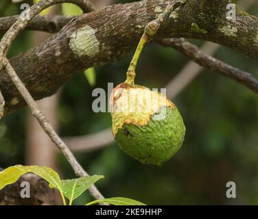 Hass Avocado (Persea americana) wächst auf Baum in Queensland Obstgarten, hart, unreif, Früchte vom Ungeziefer genibbelt (Mäuse?) Teilweise Entfernung von grüner Haut. Stockfoto