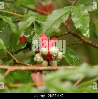 Rote Blume und grüne Samen von Ochna Serrulata, Mickey-Maus-Pflanze, an einem regnerischen Tag. Unkraut am Rand des australischen Regenwaldes im subtropischen Queensland. Stockfoto